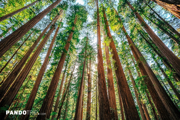 Jedediah Smith State Park, Redwoods National and State Parks