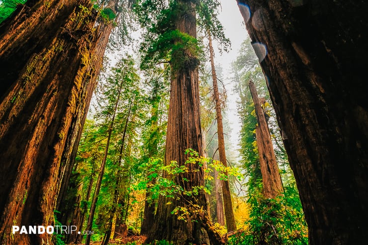 Redwood Forest, Redwoods National and State Parks