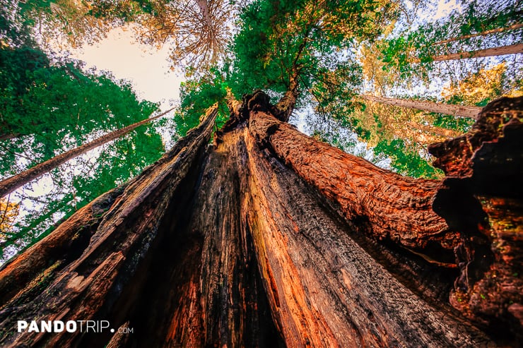 Redwoods National and State Parks