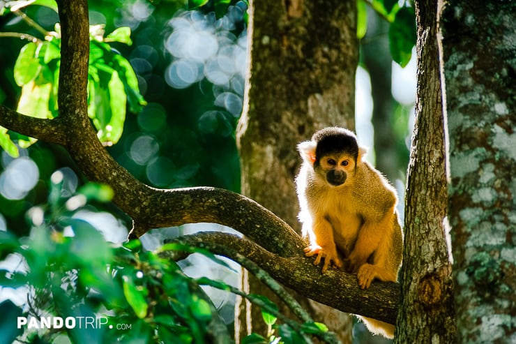 Squirrel monkey in Amazon Rainforest