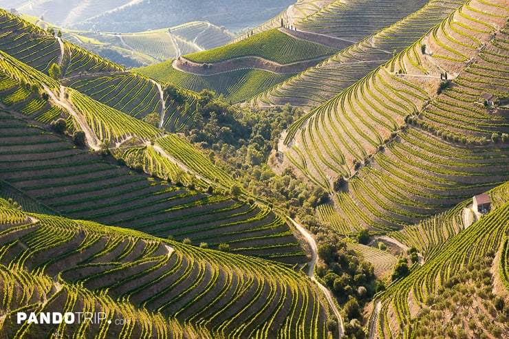 Vineyards in the Douro valley wine region