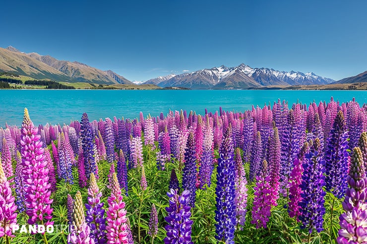 A field of vibrant lupins with the turquoise waters of Lake Tekapo in New Zealand