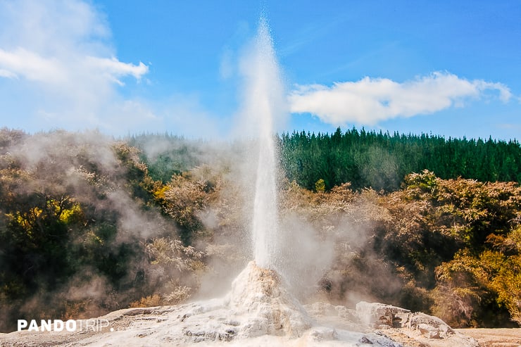 Lady Knox Geyser, Wai-O-Tapu Thermal Wonderland