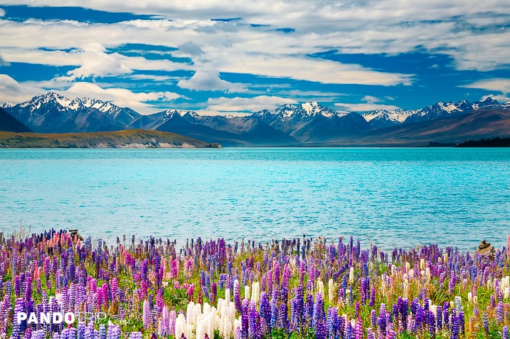 View of Lake Tekapo with colorful lupins