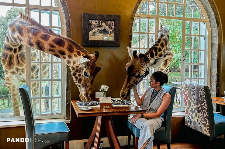 Breakfast with giraffes at Giraffe Manor