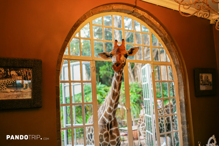 Giraffe Manor