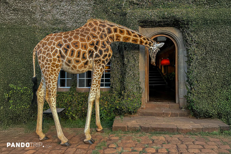 Girrate outside at Giraffe Manor