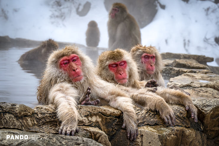 Japanese macaques relaxing in a hot spring surrounded by snowy terrain