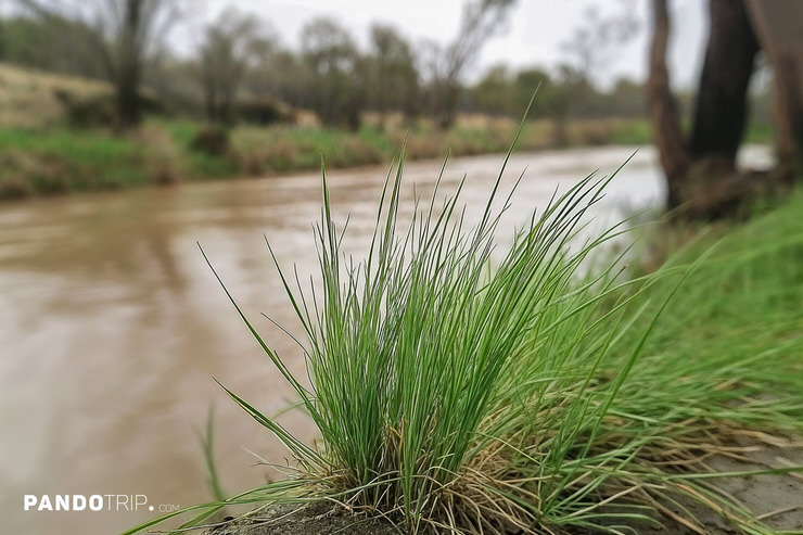 Close up photo of Billabong Creek