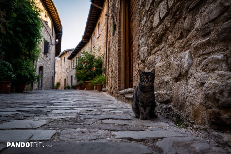 Cat Sitting on a Cobblestone Street in Spello, Italy