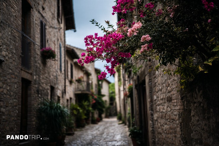 Pink Bougainvillea Hanging Over a Stone Alley in Spello