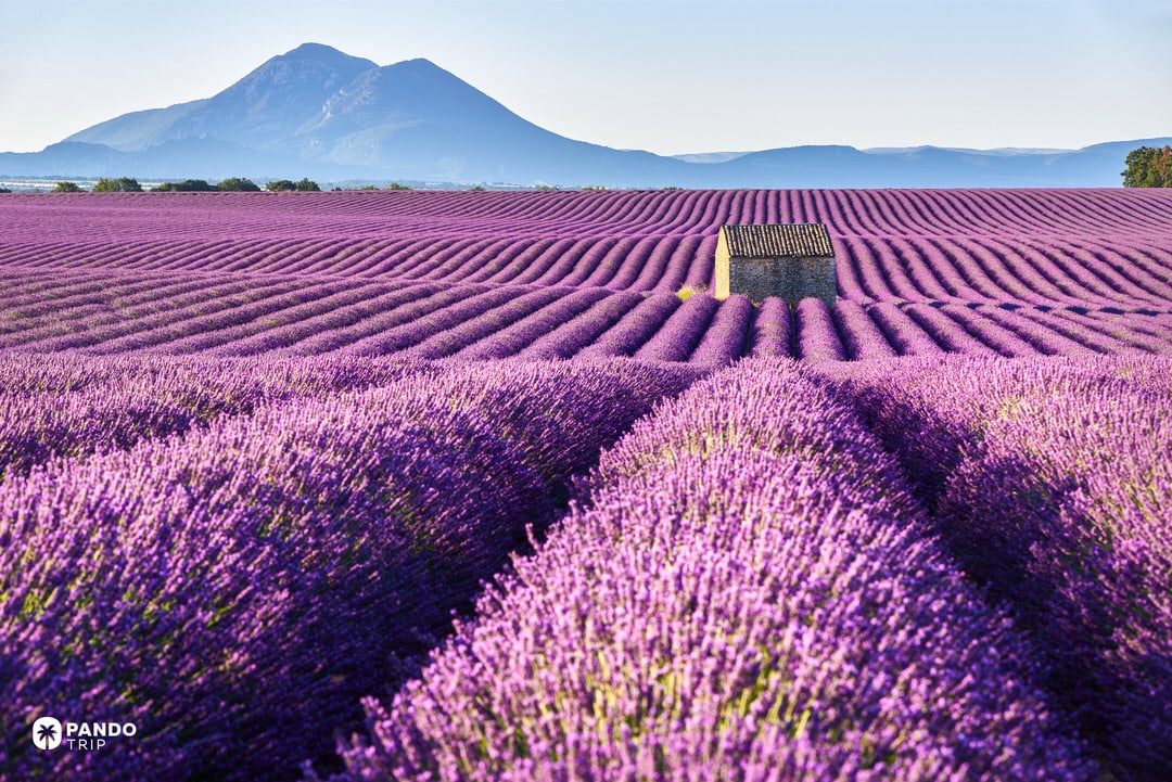 Stone hut amid lavender rows on the Valensole Plateau, Provence, at sunrise.