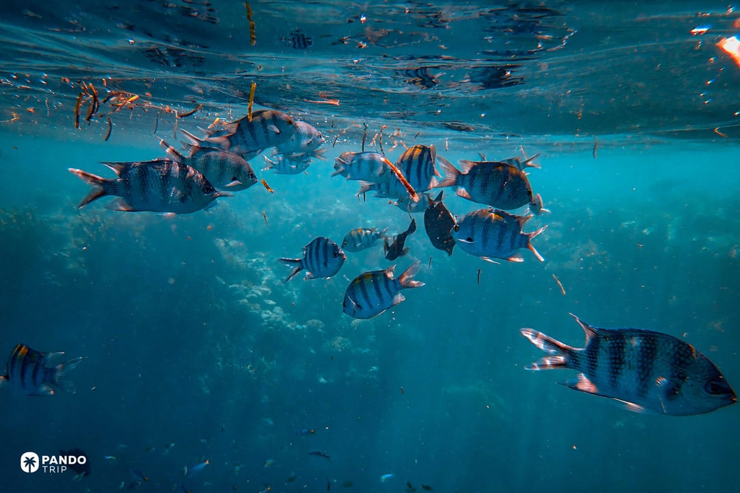 School of striped tropical reef fish swimming in clear blue water above coral while snorkelling off the coast of Barbados.