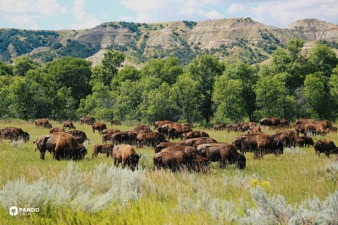 Herd of American bison grazing in a green prairie meadow with badlands buttes and cottonwood trees in Theodore Roosevelt National Park, North Dakota.
