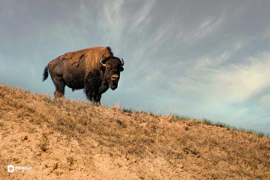 American bison standing alone on a dry grassy ridge under a wide sky in Theodore Roosevelt National Park, North Dakota.
