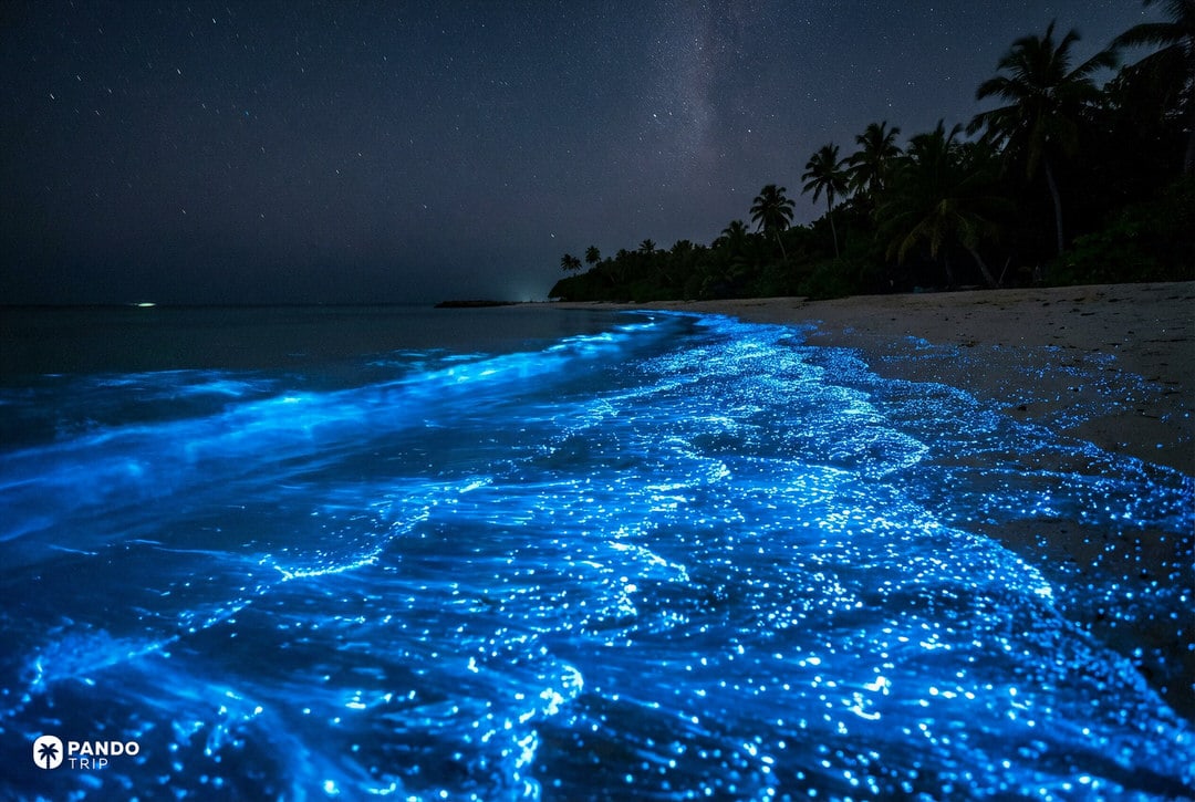 Sea of Stars in the Maldives—bioluminescent shoreline glowing blue on a quiet tropical beach at night