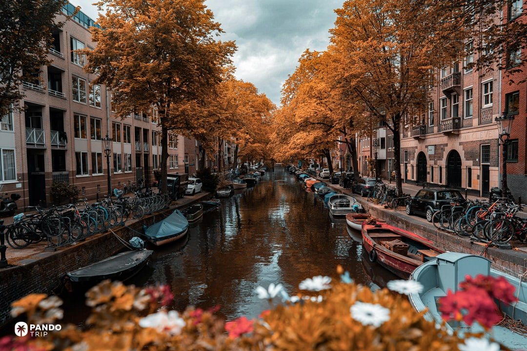 Narrow Amsterdam canal lined with boats and bicycles beneath orange autumn trees; flowers blur the foreground.