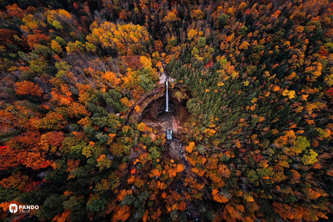Aerial view of Kaaterskill Falls cascading through dense forest colored in orange and gold autumn leaves.