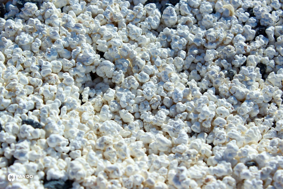 Dense carpet of white rhodoliths (“popcorn”) covering the shore at Popcorn Beach, Fuerteventura.