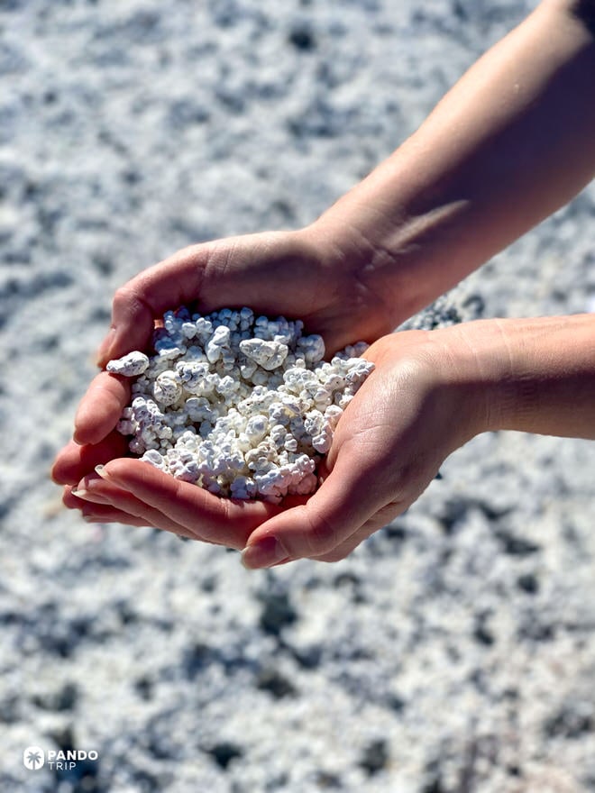 Cupped hands holding popcorn-like rhodoliths—calcified coralline algae—at Popcorn Beach, Fuerteventura, Canary Islands