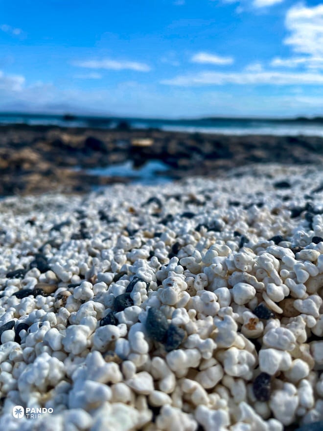 Close view of Popcorn Beach’s white rhodoliths with volcanic shore and Atlantic waves in the distance, near Majanicho