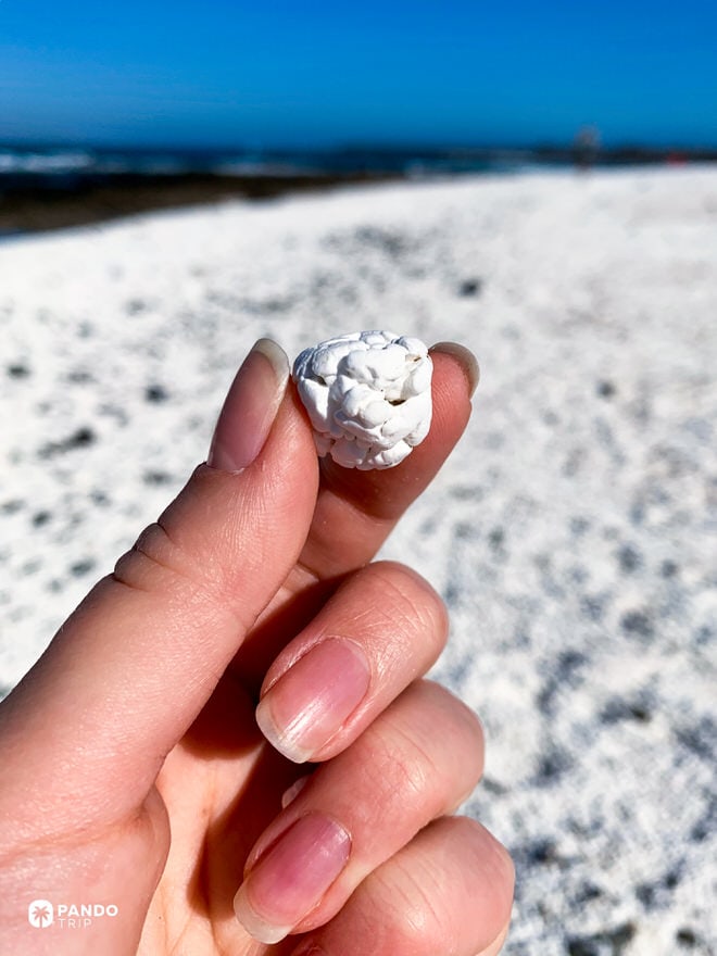 Single white rhodolith, a coralline algae nodule, held between fingers at Popcorn Beach in Fuerteventura.