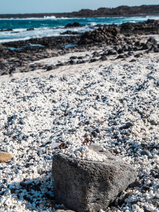 Popcorn Beach shoreline where white rhodoliths mix with black lava stones beside the turquoise Atlantic, north Fuerteventura