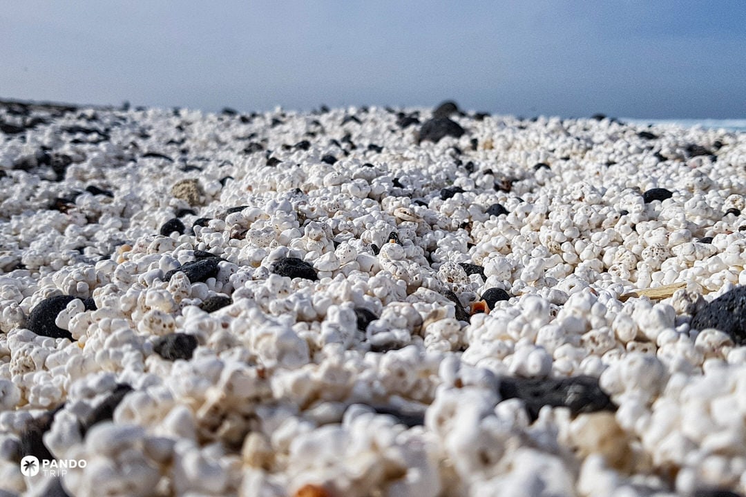 Textured field of white rhodoliths (“popcorn”) speckled with dark volcanic pebbles at Popcorn Beach, Canary Islands.