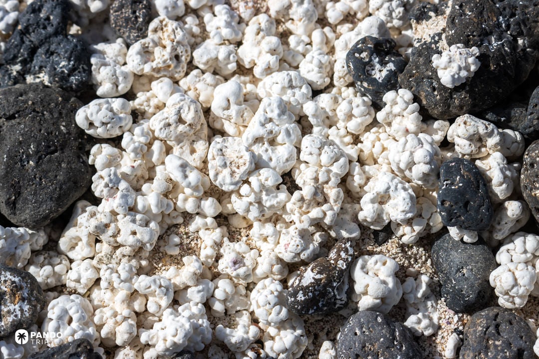 White rhodoliths mixed with porous black lava stones—typical Popcorn Beach texture on Fuerteventura’s north coast