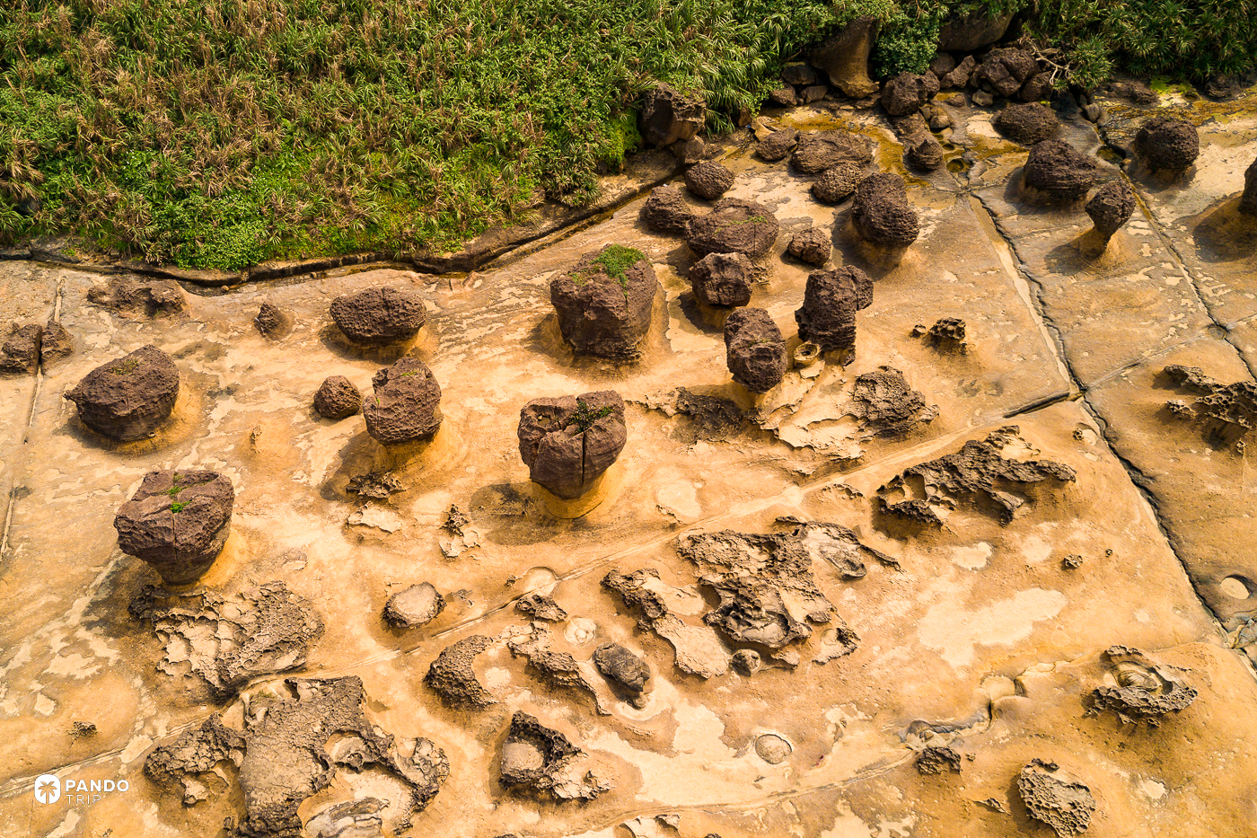 Aerial view of mushroom rocks standing on pale sandstone at Yehliu Geopark.