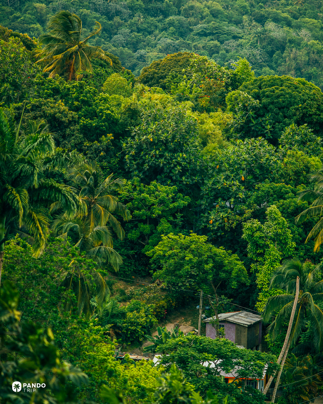 A dense green hillside of palms and broadleaf trees with a small timber house among them, inland Barbados.