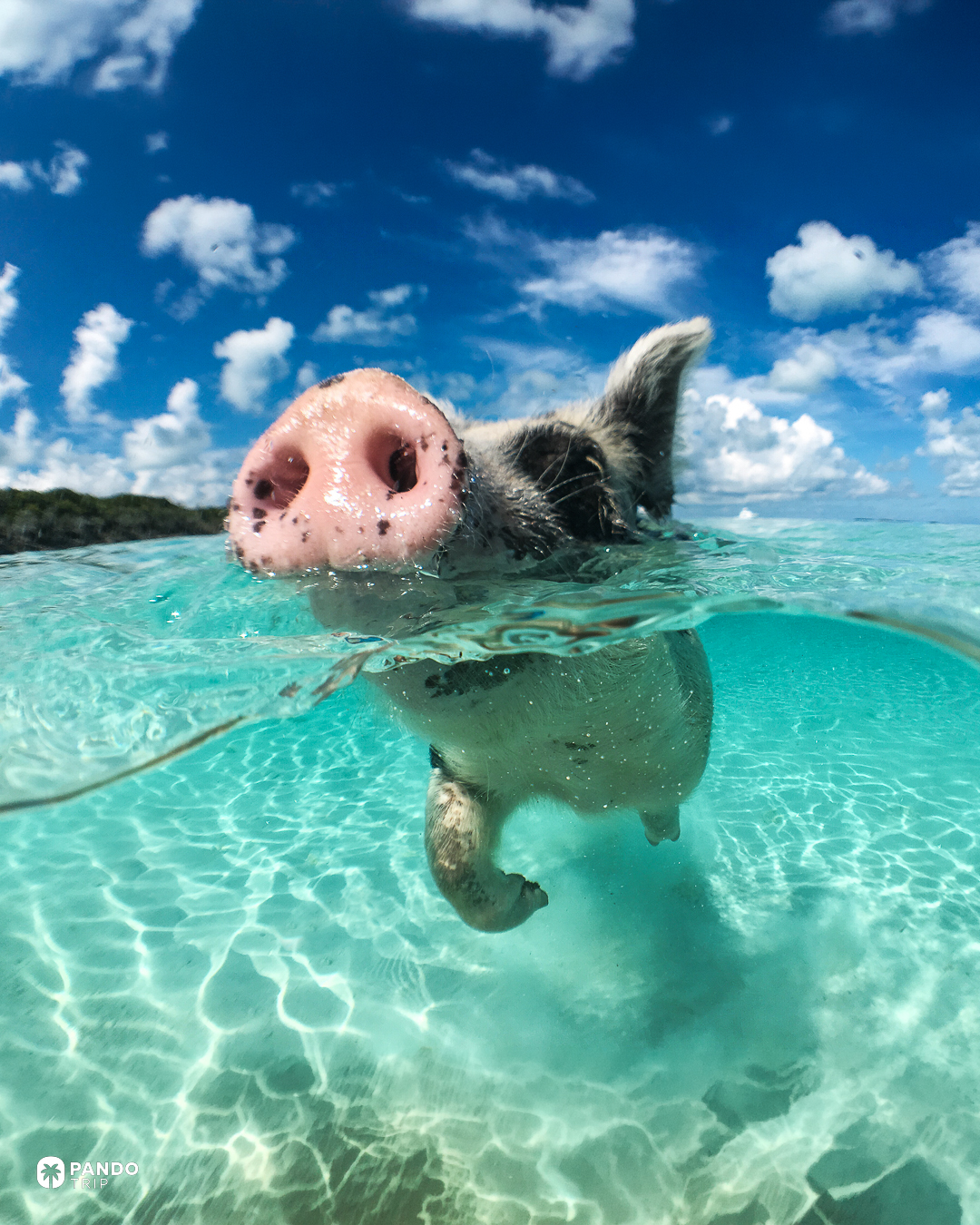 A pig swimming in clear shallow water off Big Major Cay in the Exumas, shot half above and half below the surface.