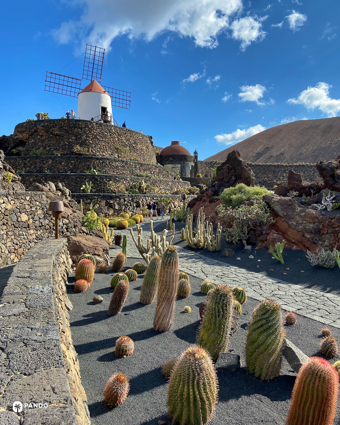 Cacti in terraced volcanic gravel below the restored windmill at the Jardin de Cactus, Lanzarote.