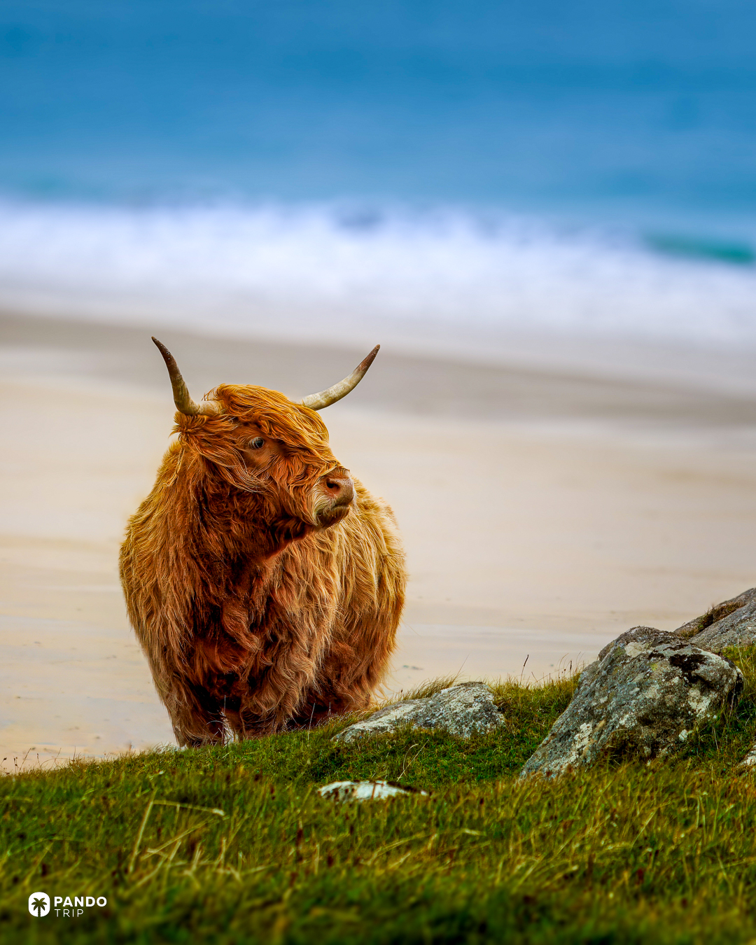 A Highland cow standing on the grass above the empty beach at Luskentyre, Isle of Harris.