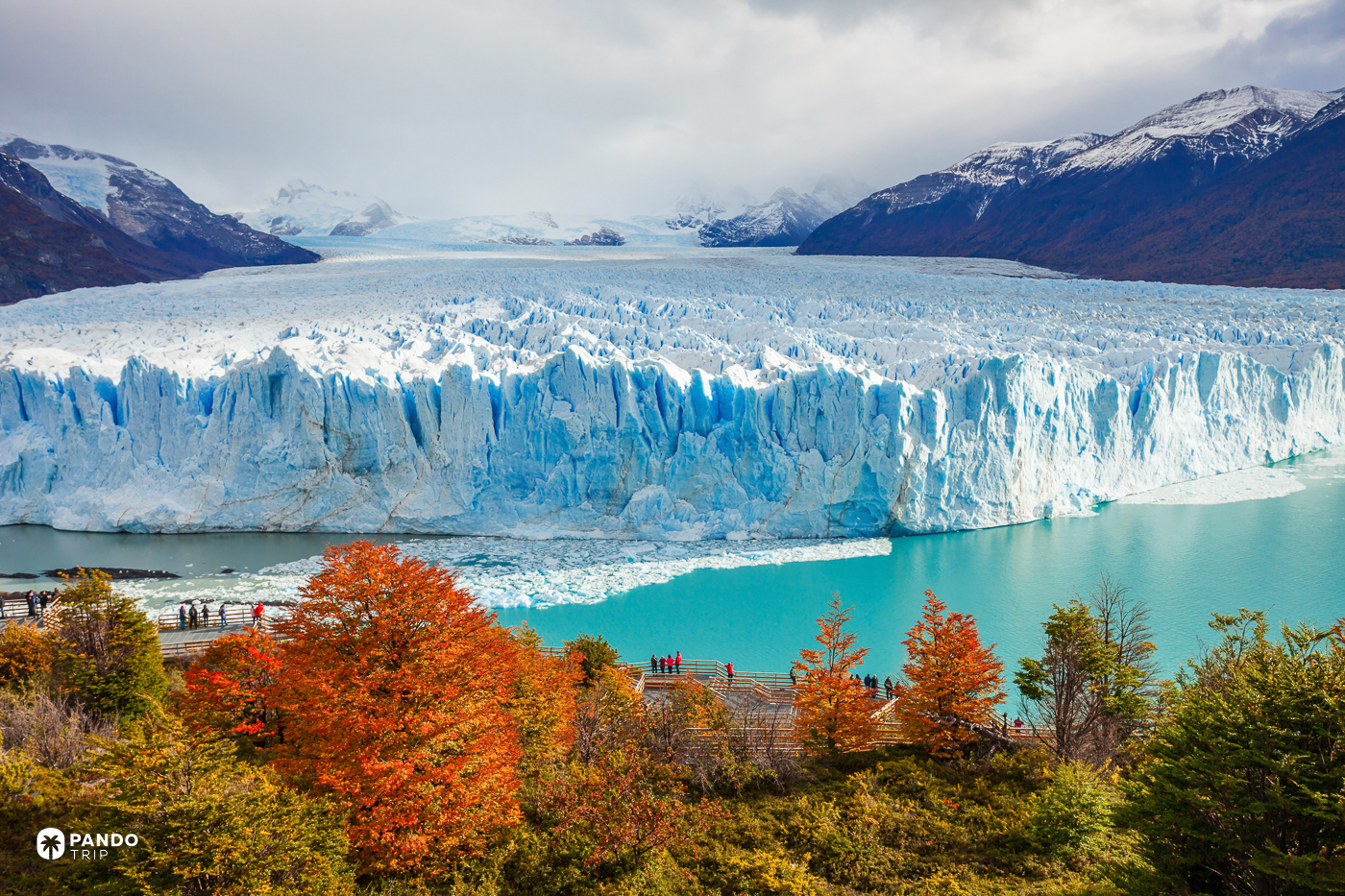 The front of the Perito Moreno glacier above turquoise water, framed by autumn beech.