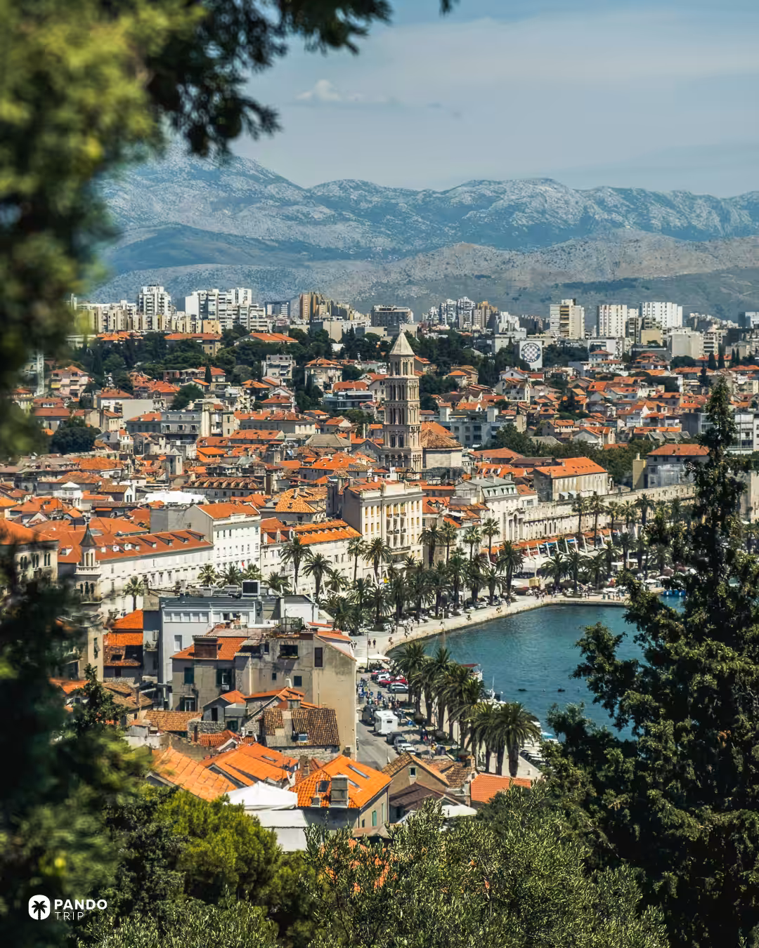 Split seen through pine branches from Marjan hill, the cathedral bell tower above the old town and bare mountains behind the city.