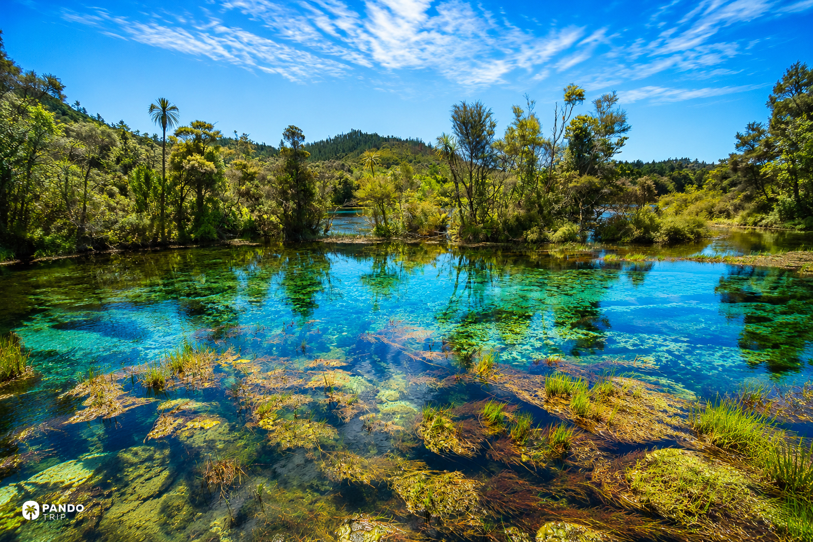 Te Waikoropupu Springs in Golden Bay, weed beds and blue-green water seen from the bank.