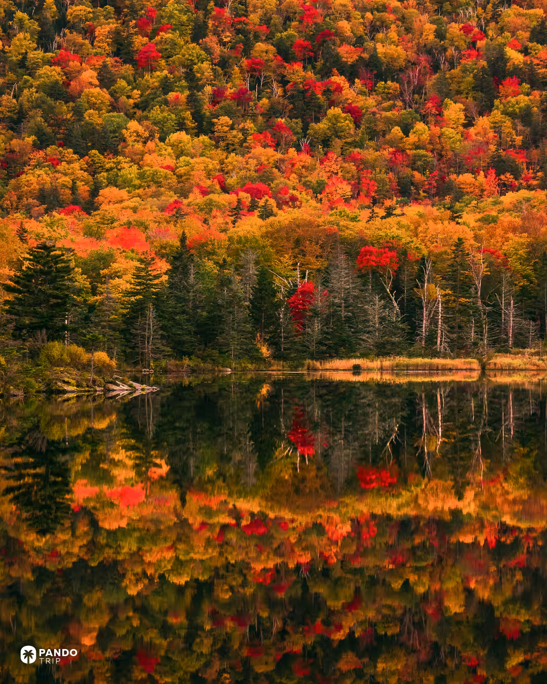 Red, orange and yellow trees and dark spruce reflected in the still water of Beaver Pond.