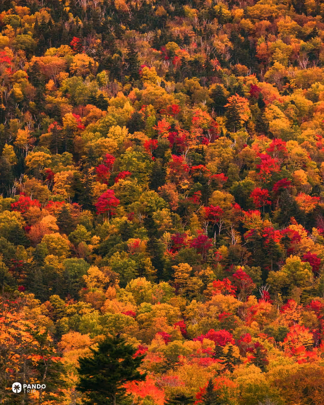A hillside of red, orange, yellow and green autumn trees mixed with dark conifers in New Hampshire.