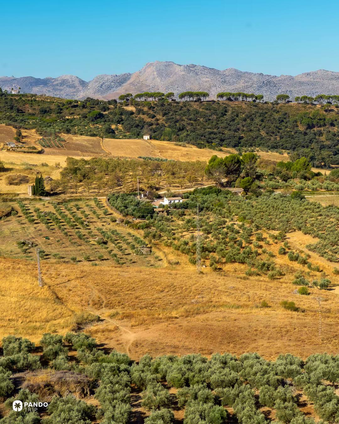Olive groves and dry fields in the countryside around Ronda, with mountains on the horizon.