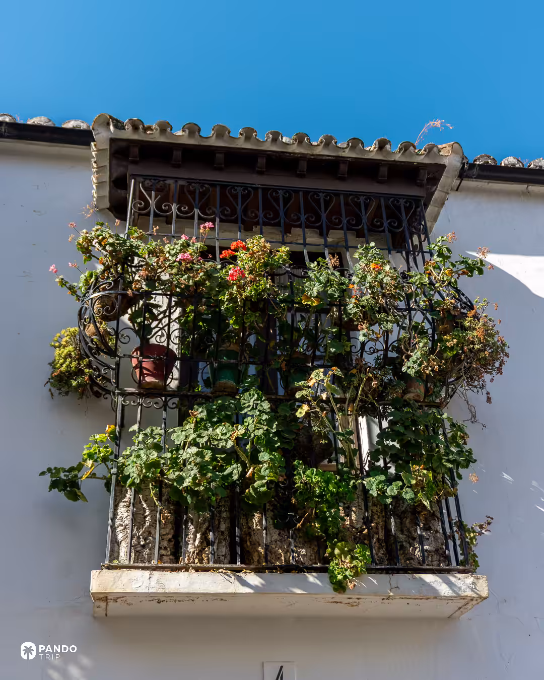 An iron window grille overflowing with geraniums on a whitewashed wall in Ronda.