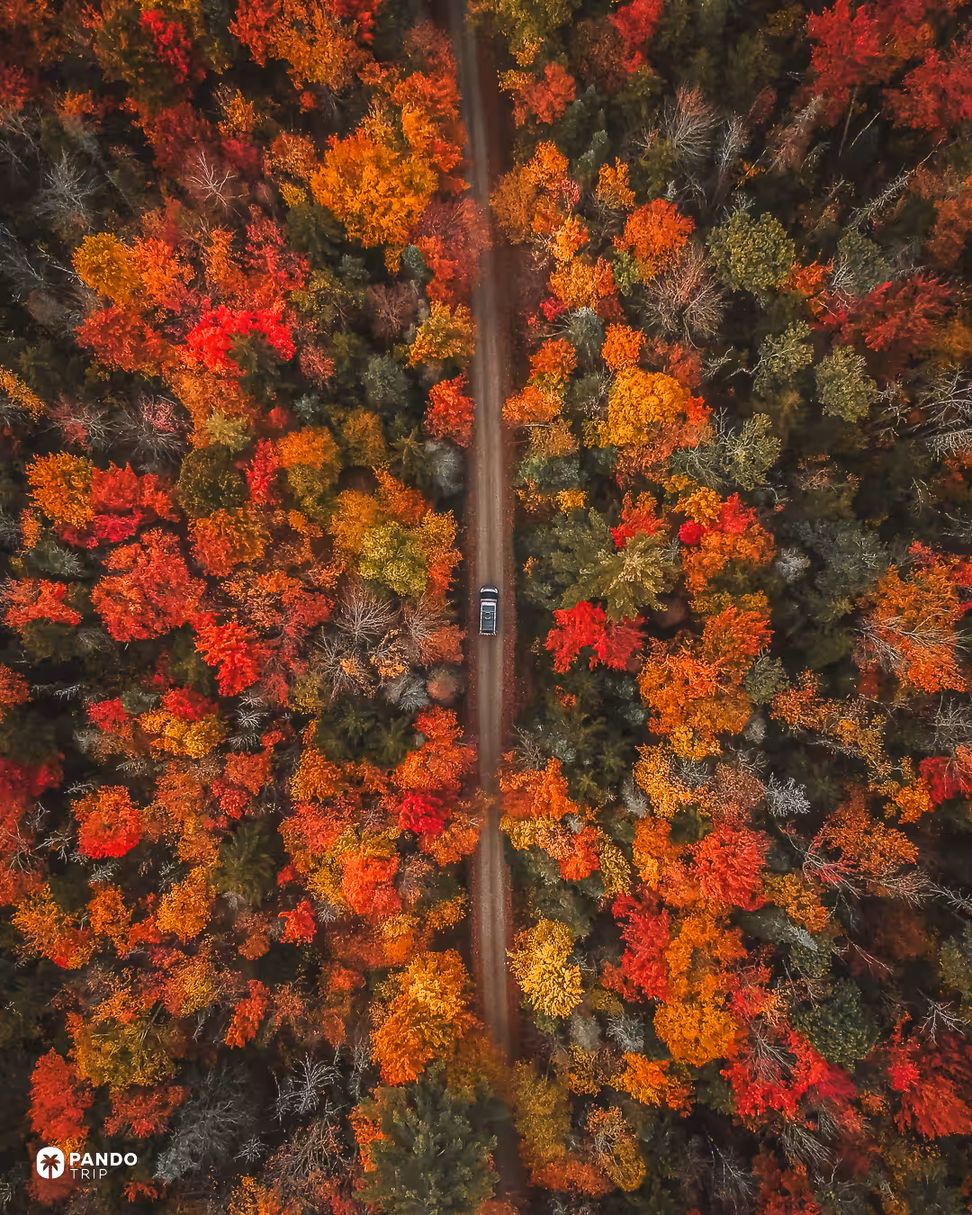Aerial view of a car on a dirt road through red, orange and yellow autumn forest in Vermont.