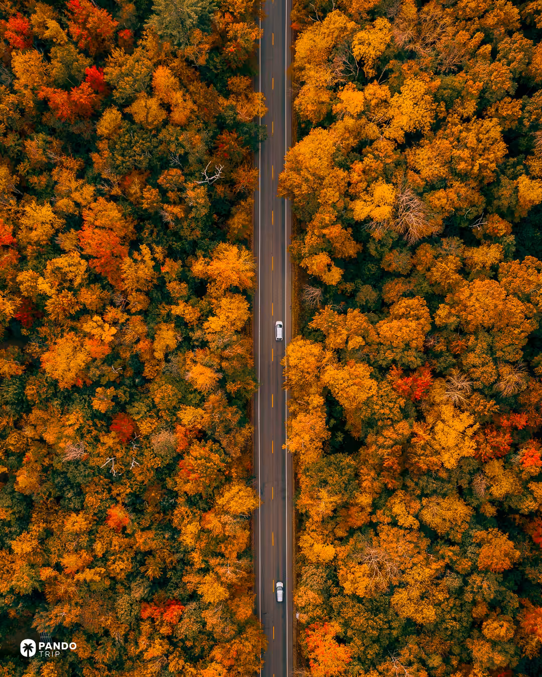 Aerial view straight down onto a straight road through dense orange and yellow autumn forest in the White Mountains.
