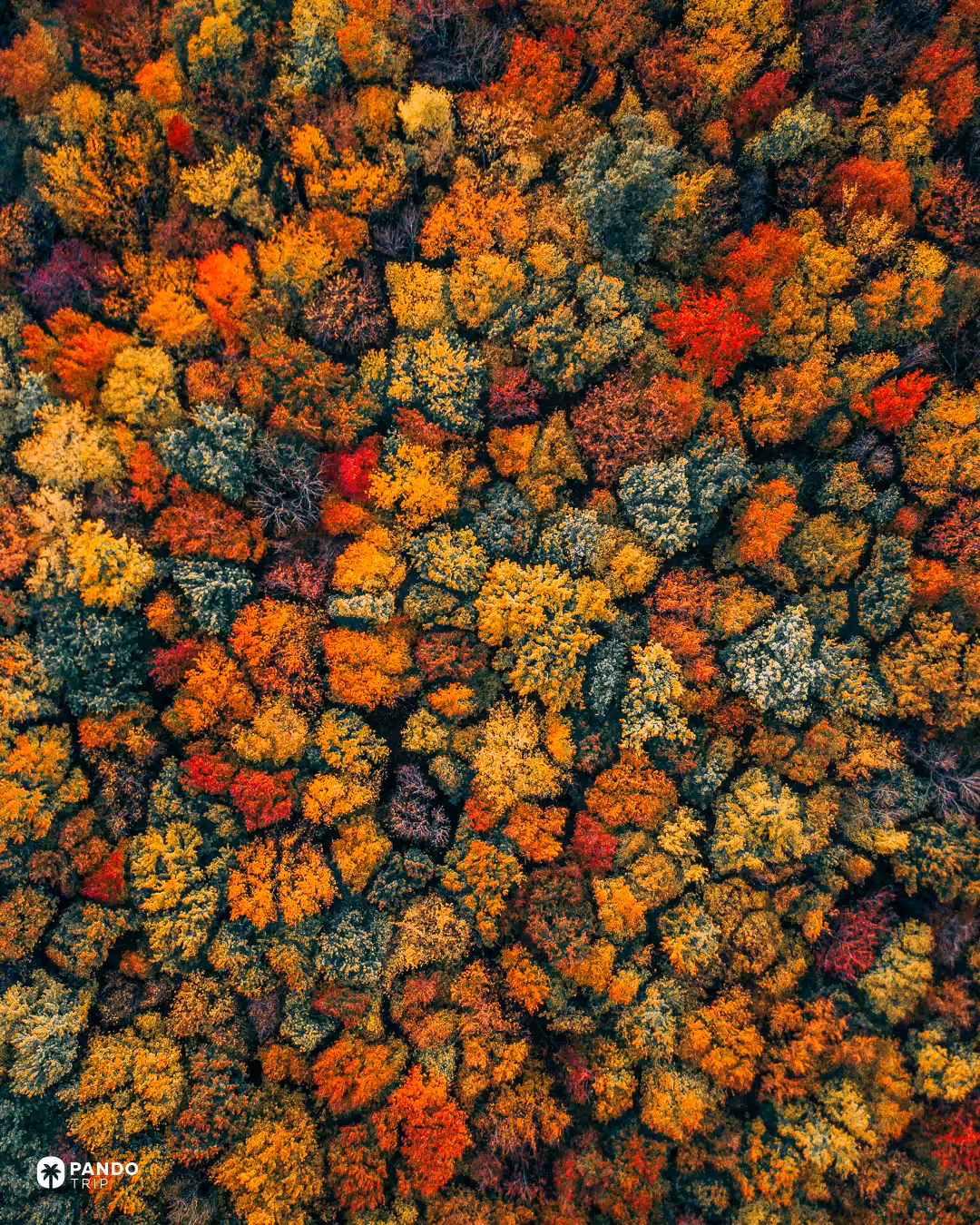 Aerial view straight down onto a forest canopy in red, orange, yellow and green autumn colours in the White Mountains.